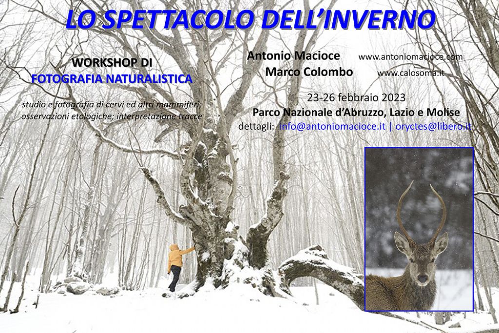 workshop di fotografia naturalistica, Parco d''Abruzzo